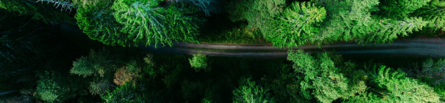 Green bonds 6-2019-image Aerial view of green forest and road