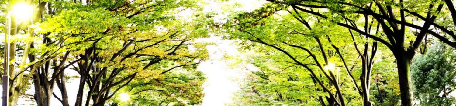 NCL-5 Tree-lined path with blurred pedestrians