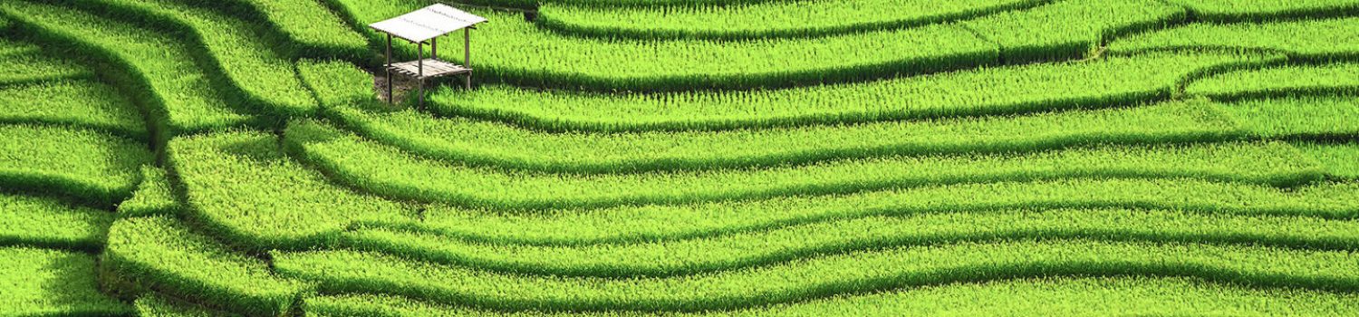 Podcast image Terraced green rice fields with small hut