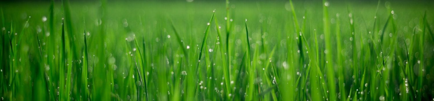 Close-up dew on bright green grass Close-up dew on bright green grass