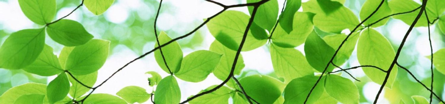 images-green Backlit green leaves on thin branches